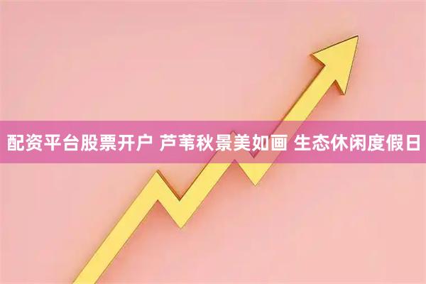 配资平台股票开户 芦苇秋景美如画 生态休闲度假日